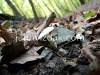 A day in the forest, picture 10