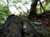 A day in the forest, picture 11