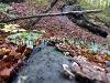 A day in the forest, picture 13