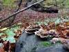 A day in the forest, picture 14