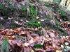 A day in the forest, picture 15