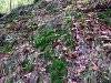 A day in the forest, picture 16