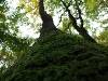 A day in the forest, picture 18