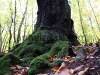 A day in the forest, picture 19