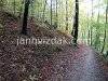A day in the forest, picture 2