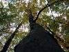 A day in the forest, picture 21