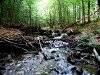 Creek in forest, picture 25