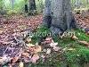 A day in the forest, picture 3