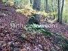 A day in the forest, picture 5