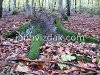 A day in the forest, picture 6