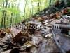 A day in the forest, picture 9