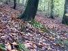 A day in the forest, picture 4