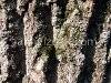 Tree, picture 2
