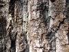 Tree, picture 3