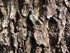 Tree, picture 4