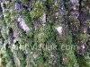 Tree and moss, picture 1