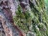Tree and moss, picture 2